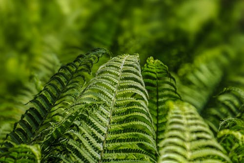 Green Fern Leaves in Close-up Photography