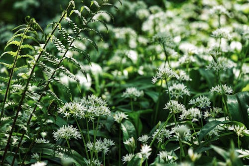 Free White Flowers With Green Leaves Stock Photo