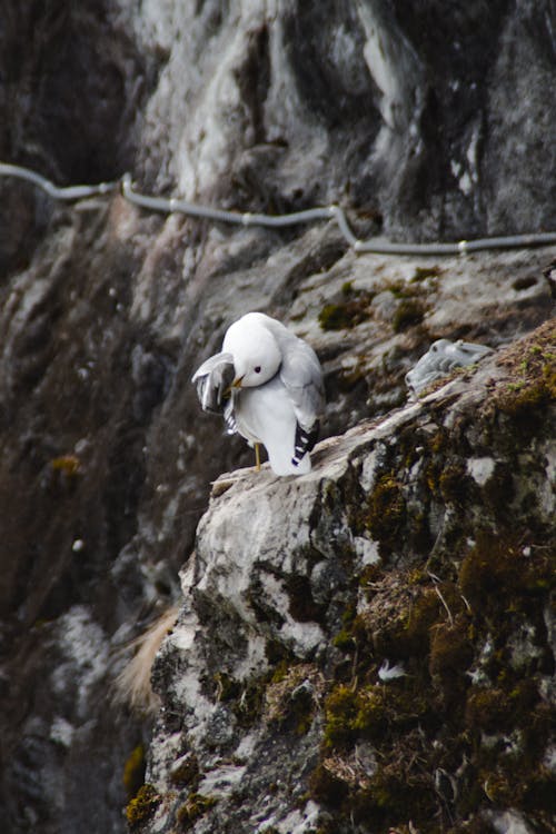 Bird Perching on Rock