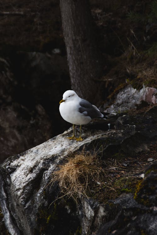Free Seagull Perching on Stone  Stock Photo