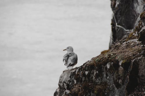 Gull Perched on Mossy Rock