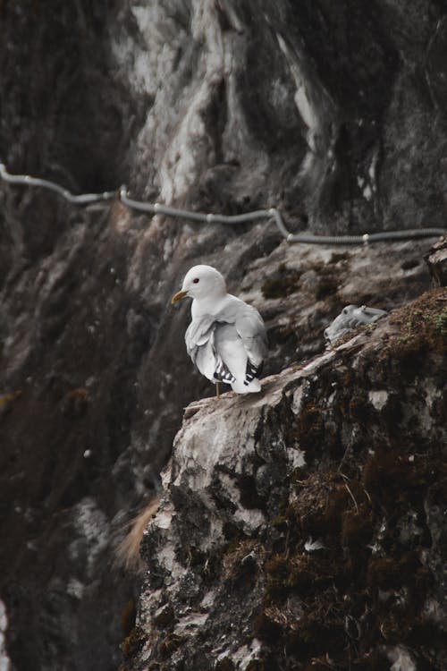 Gull Perched on a Rock