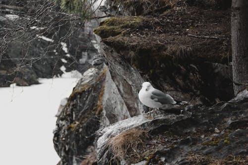 A Bird Perched on a Rock