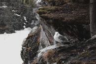 White Bird on Brown Rock