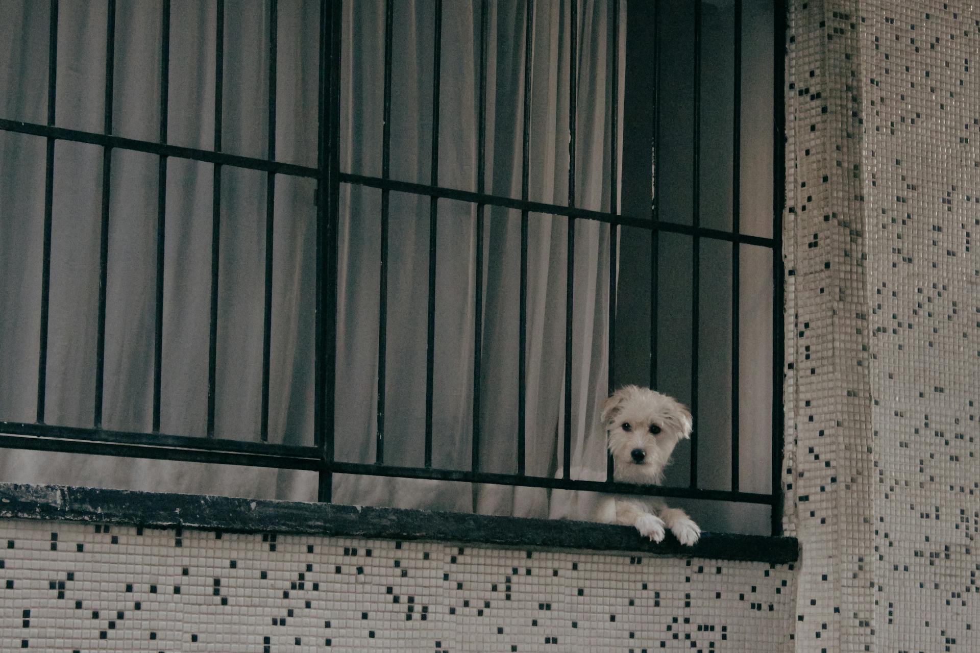 Puppy Peeking on Window Grill