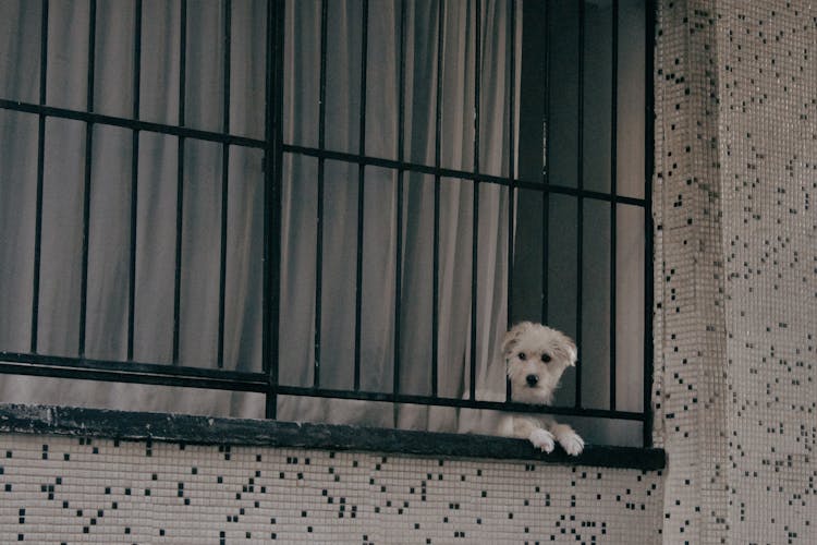 Puppy Peeking On Window Grill
