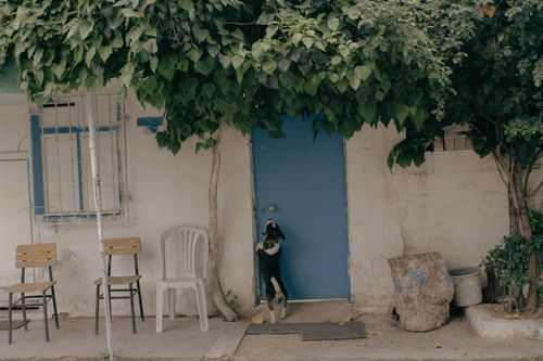 Free A dog stands by a blue door amidst outdoor chairs, greenery, and tree stumps. Stock Photo