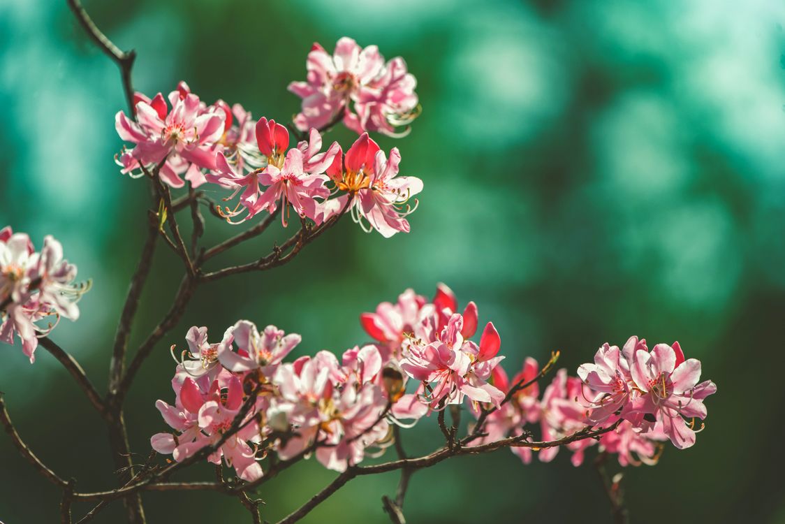 Pink Rhodos Close-Up Shot of Pink Rhododendrons in Bloom · Free Stock Photo