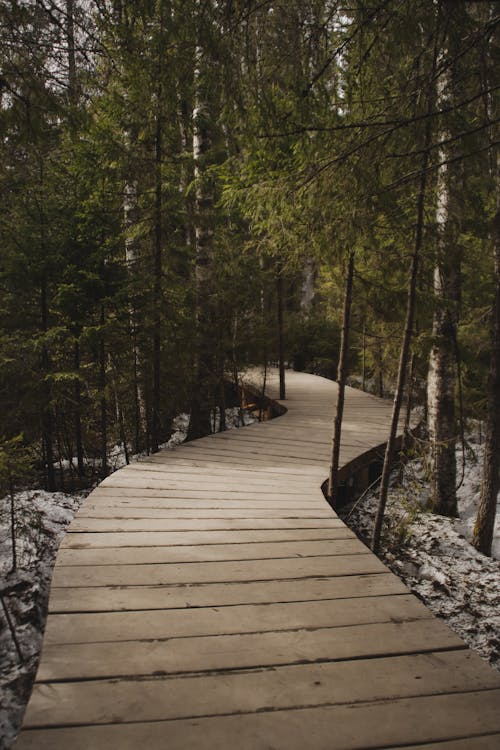 목조 산책로, 수직 쐈어, 숲의 무료 스톡 사진