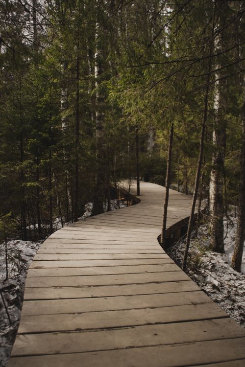 Free Explore a peaceful wooden path winding through the lush forests of Karelia, Russia, capturing nature's tranquility. Stock Photo