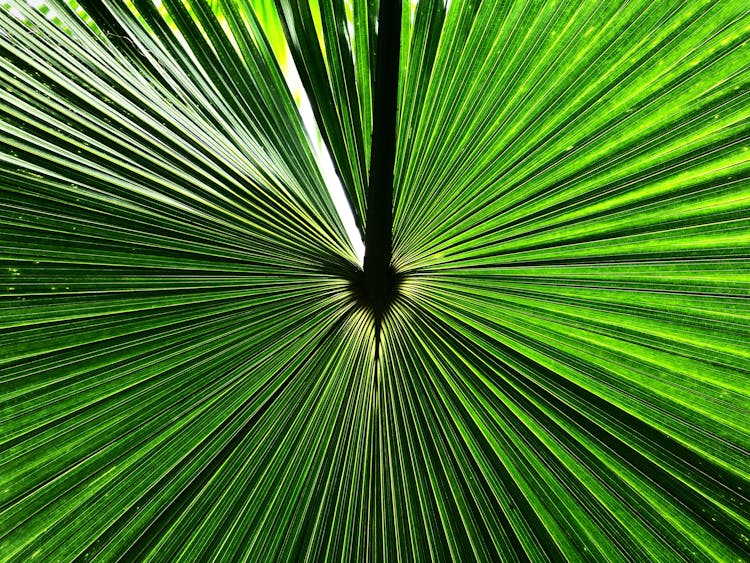 Green Palm Tree