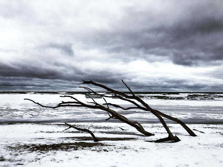 Tree Branches On Snow Covered Riverside