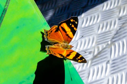 Free stock photo of brasil, brazil, butterfly
