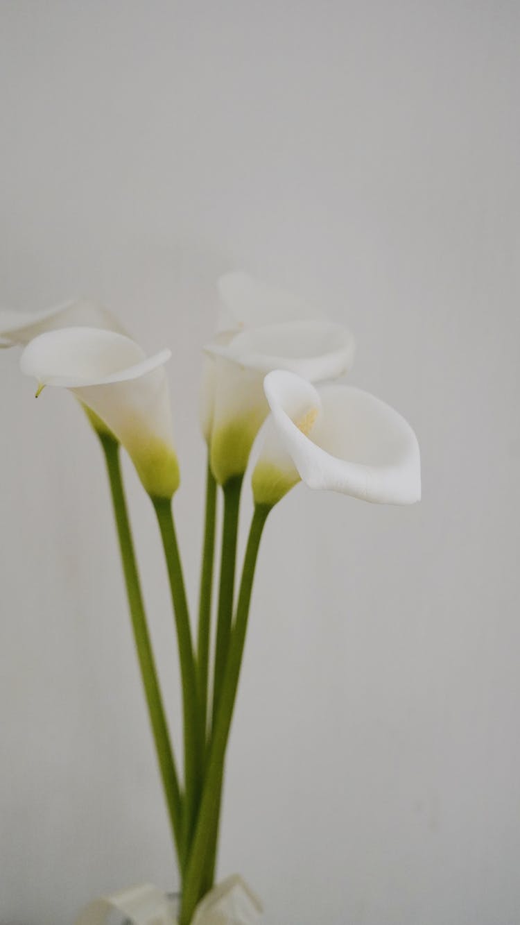 White Arum Lilies In Close-up Photography