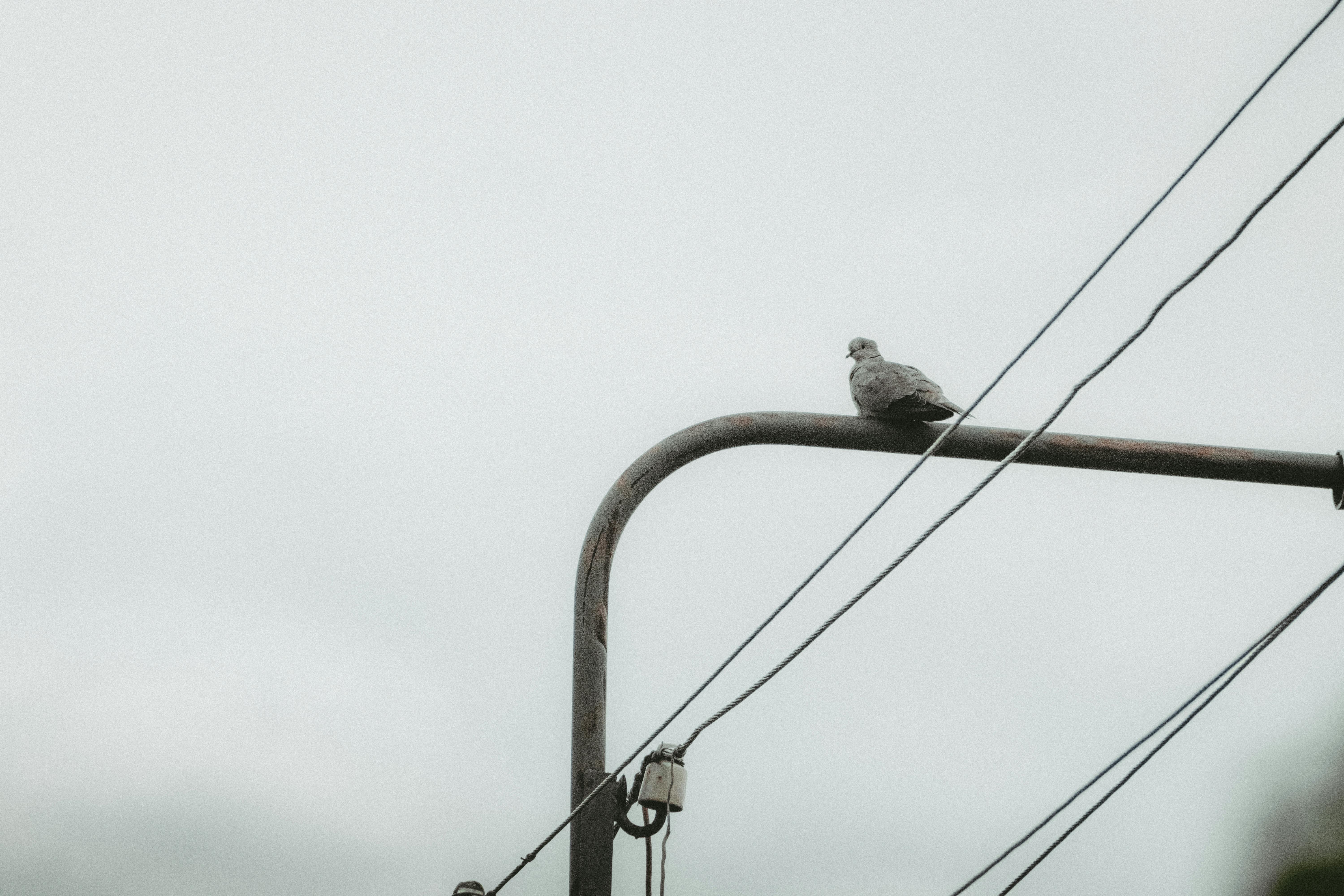 brown bird on lamp post