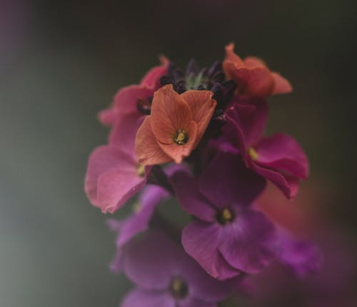 Imagine de stoc gratuită din erysimum cheiri, floare frumoasa, flori mov