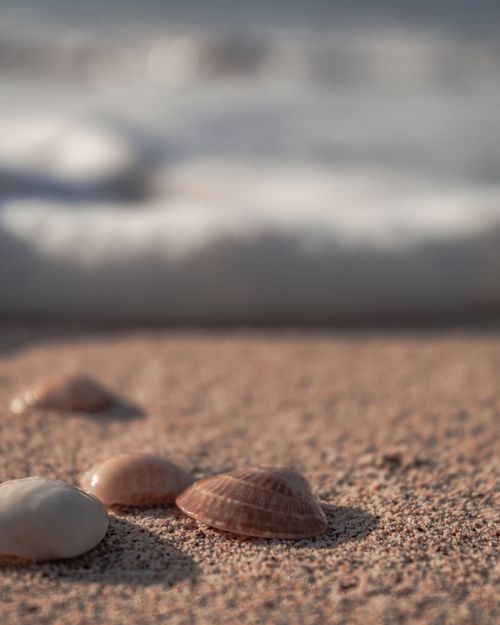 Free Close-up of seashells on a sandy beach in Grenada during sunset, capturing the serene coastal vibes. Stock Photo