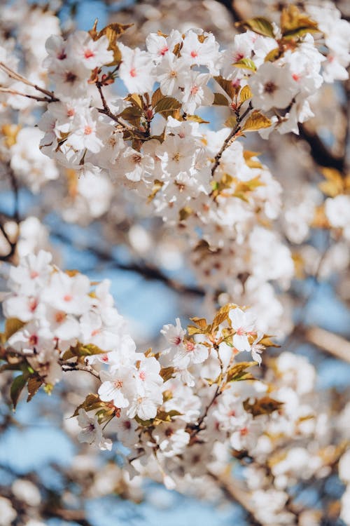 Gratuit Photos gratuites de fleur de cerisier, fleurs blanches, fleurs de printemps Photos
