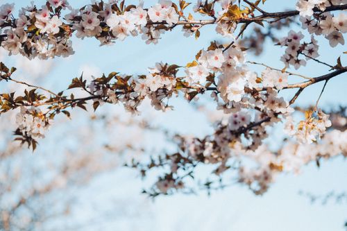Free Cherry blossom branches in bloom under a clear blue sky, epitomizing spring. Stock Photo