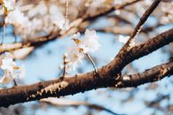 White Cherry Blossom in Close Up Photography