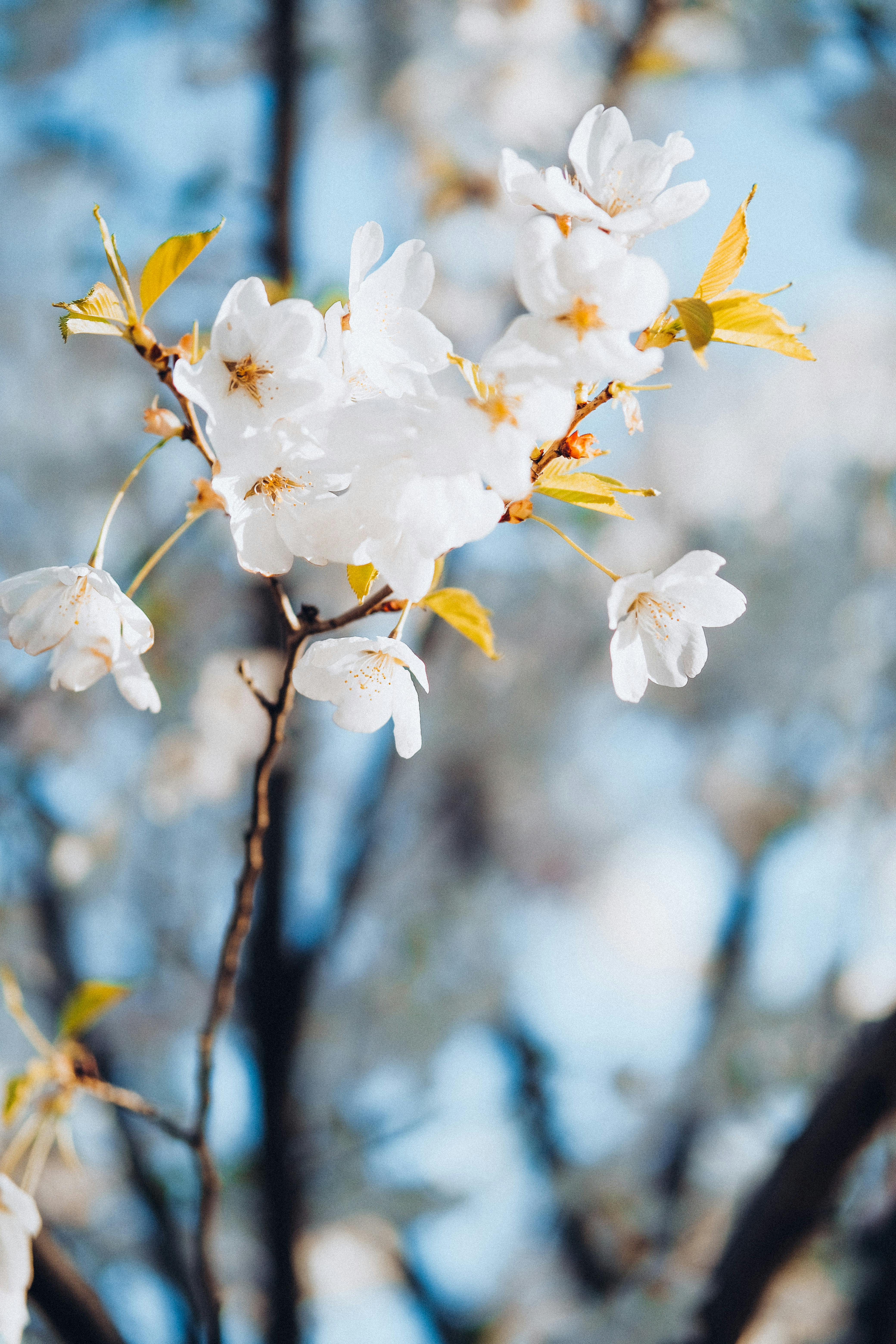 White Cherry Blossom in Close Up Photography · Free Stock Photo