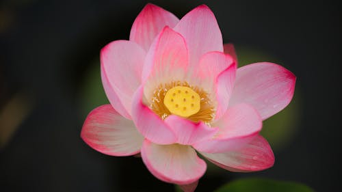 꽃잎, 넬 버스 누티 페라, 섬세한의 무료 스톡 사진