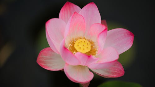 Бесплатное стоковое фото с nelumbo nucifera, красивый, крупный план