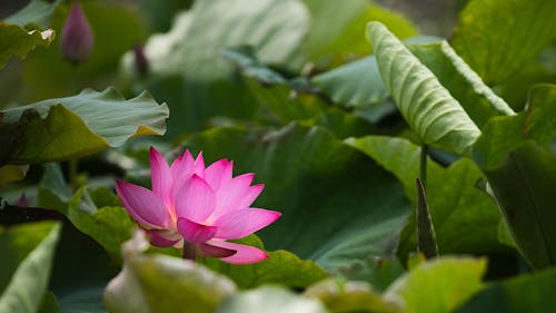 Безкоштовне стокове фото на тему «nelumbo nucifera, Вибірковий фокус, впритул»