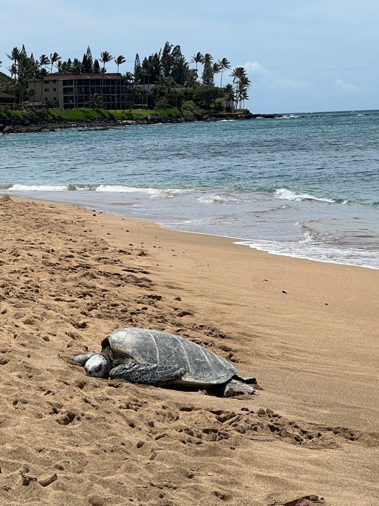 Sea Turtle On Beach Shore