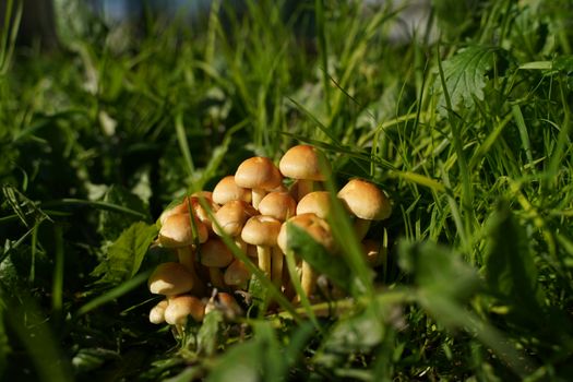 Brown Mushrooms on Green Grass