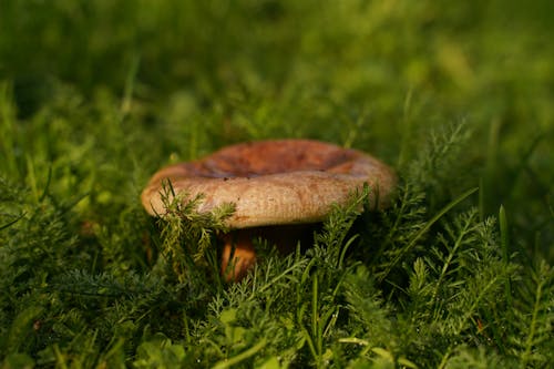 A Mushroom Growing on Green Grass