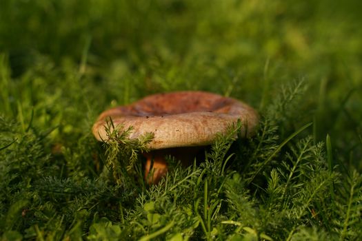 Brown Mushroom on Green Grass