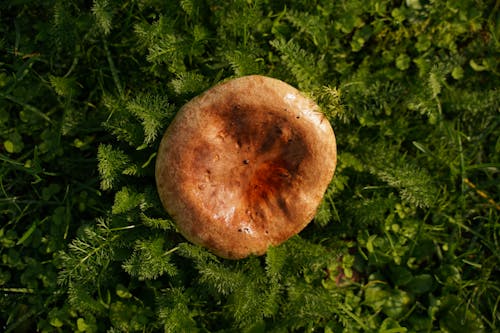 Top View Shot of Mushroom on Grassy Area