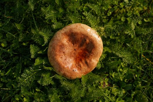 Brown Mushroom on Green Grass