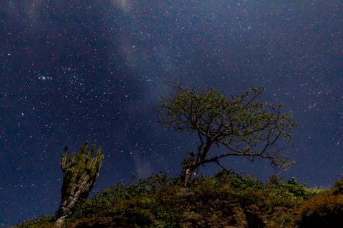 A Tree and Cactus on the Forest