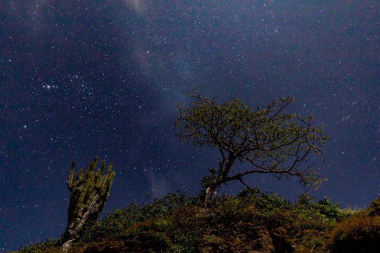 A Tree And Cactus On The Forest