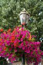 Flowering Plants on a Street Lamp