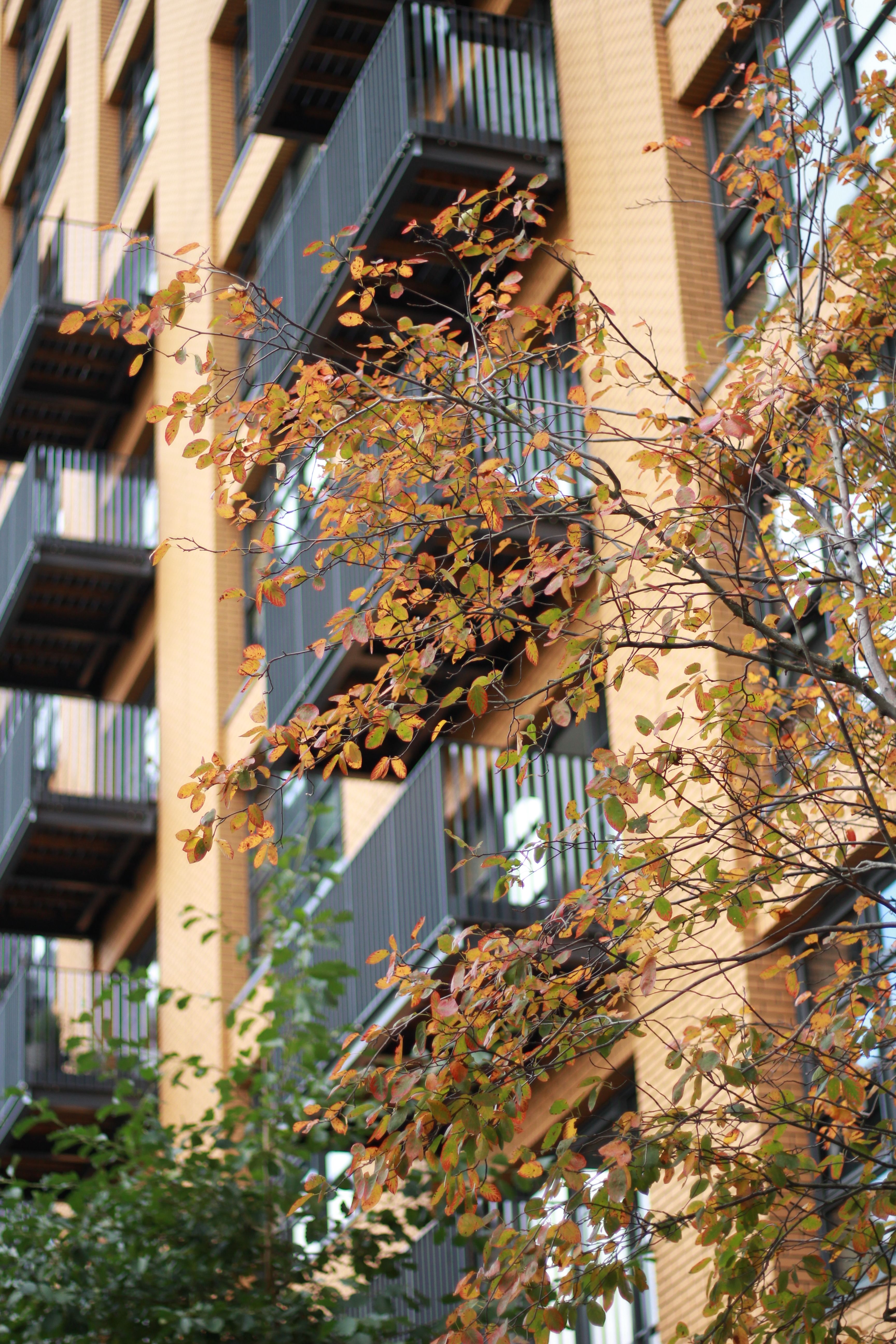 A Tree in Front of a Building · Free Stock Photo