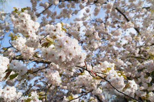 Free Beautiful Cherry Blossoms in Close Up Photography Stock Photo