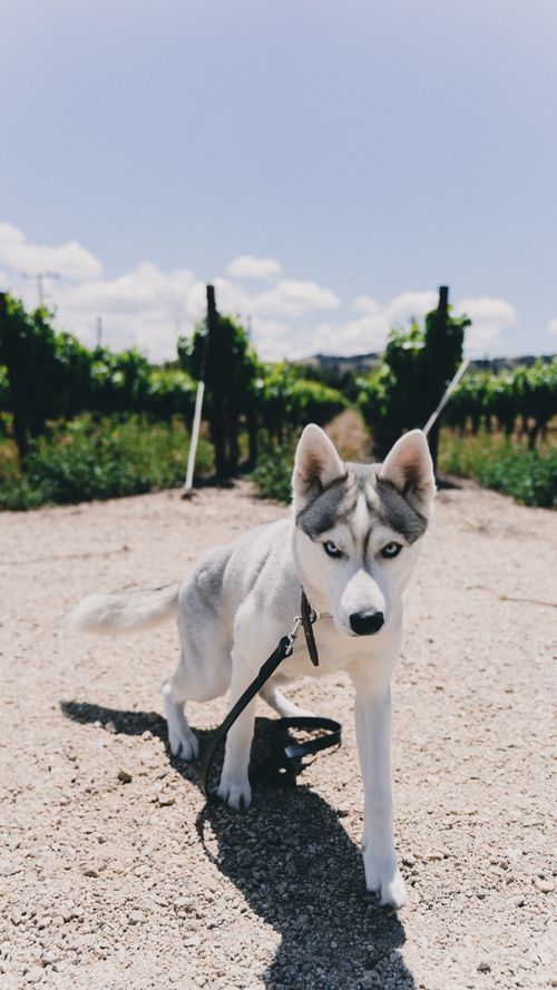 Free A Siberian Husky sits in a sunny Livermore vineyard, ideal for pet lovers. Stock Photo
