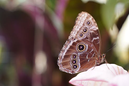 Butterfly Perched on a Pink Flower