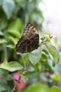 Brown and White Butterfly Perched on Green Leaf