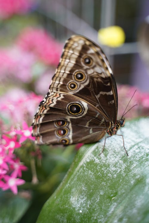 Free Brown and Black Butterfly on Green Leaf Stock Photo