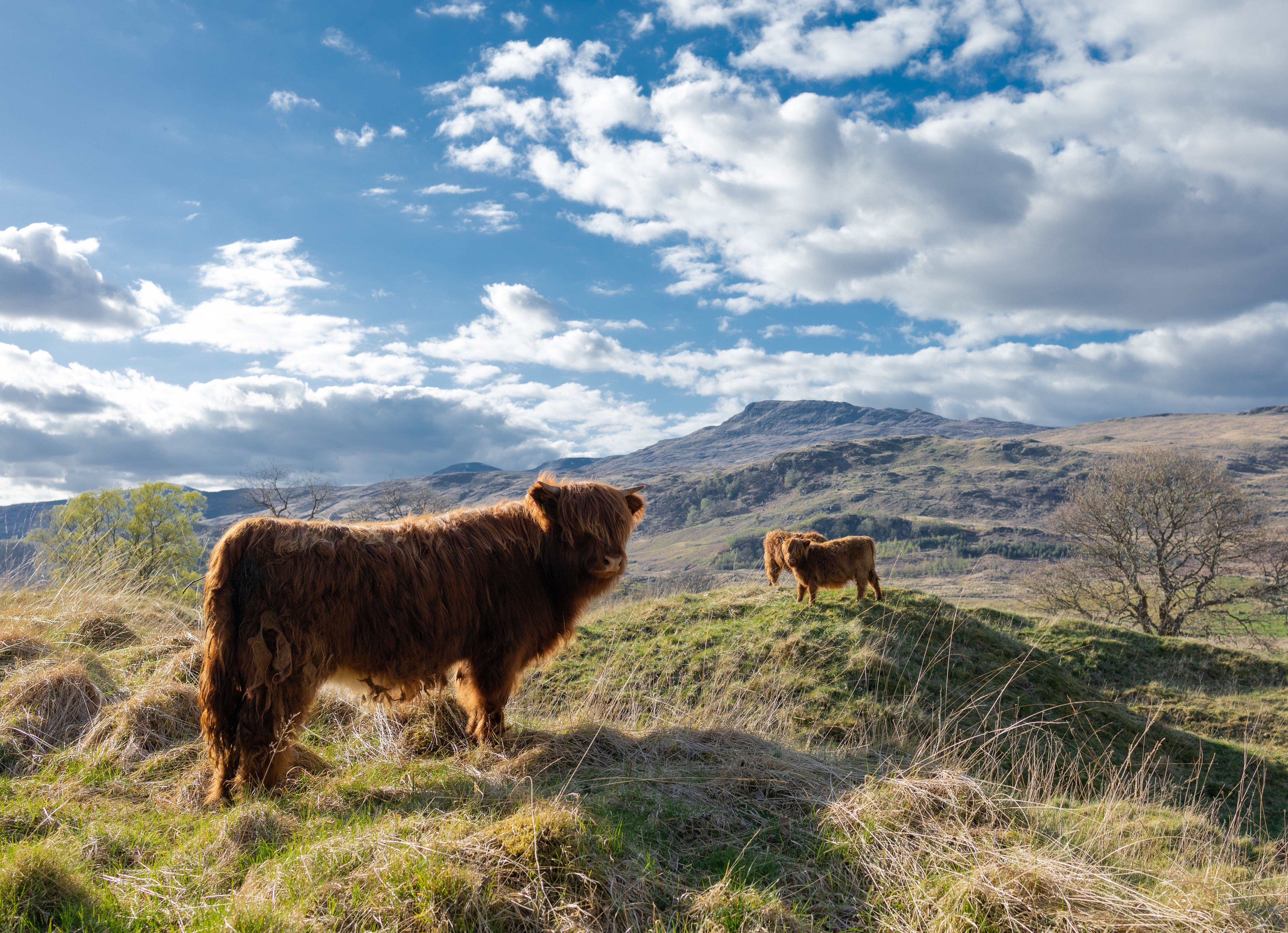 Highland cows on a grassy hill with a picturesque Scottish backdrop and blue skies.