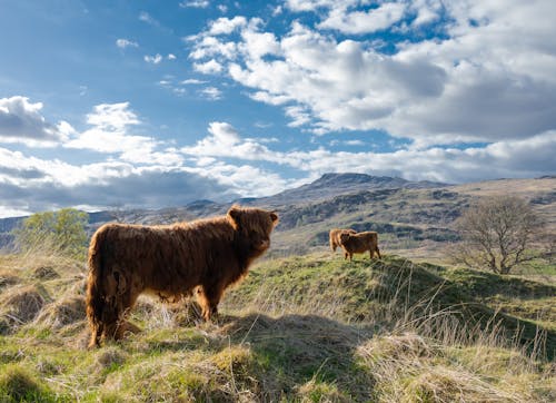 無料 イングランド, スコットランド, 動物の無料の写真素材 写真素材