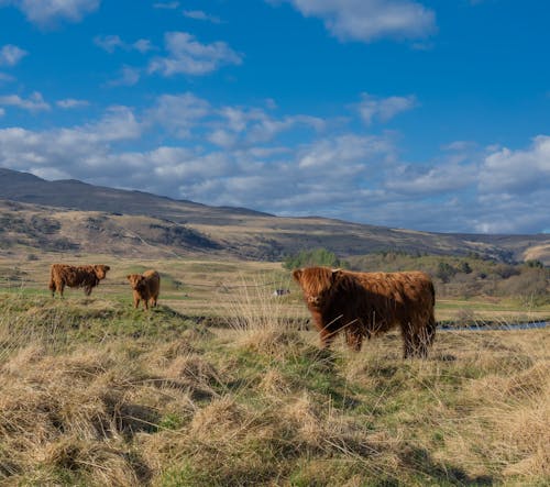 Highland Cattle Pasturing in Meadow
