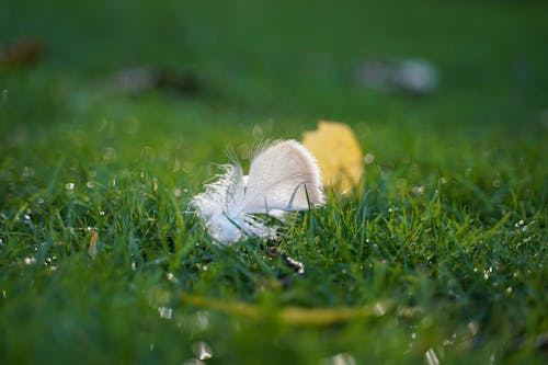 White Feather on Green Grass