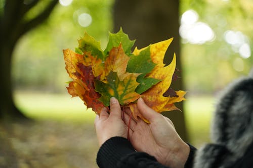 A Person Holding Brown and Green Maple Leaves