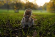 Gray Squirrel Crawling on Grass