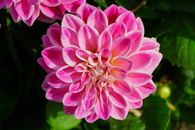 Pink and White Flower in Macro Shot